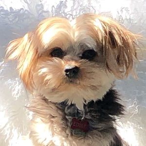 Meet your Posher, Gayle